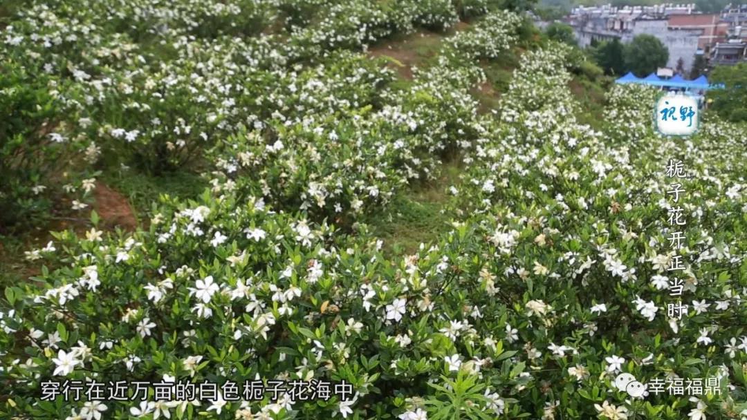 【視野】梔子花開：好看，好玩，又好吃