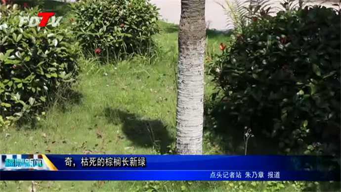 奇，枯死的棕櫚長新綠