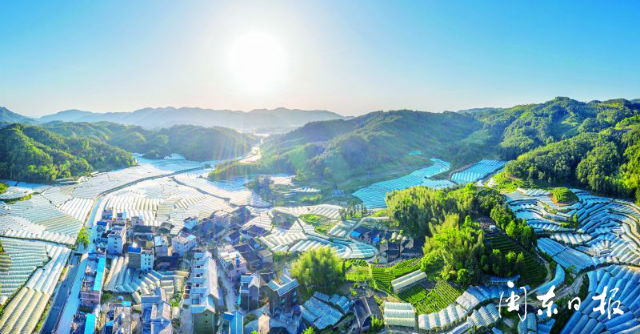 福安松羅山鄉滿洋村 葡萄栽培大棚連綿成片蔚為壯觀