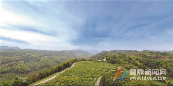 黃崗村：全國茶葉現(xiàn)場會(huì)召開地