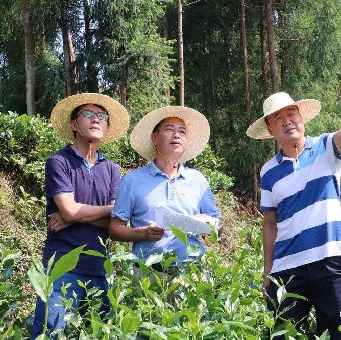 疊石鄉：保護森林資源，守護綠水青山