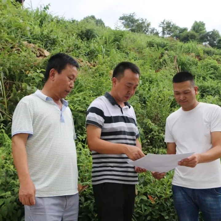龍安：嚴態勢，多舉措，持續抓好森林資源保護工作