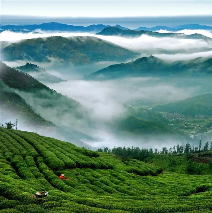 含“茶”的福鼎地名里，有沒有你的家鄉？