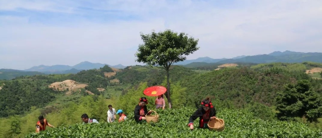 一盞清茶滌鄉風，走進吳陽山一定驚艷你