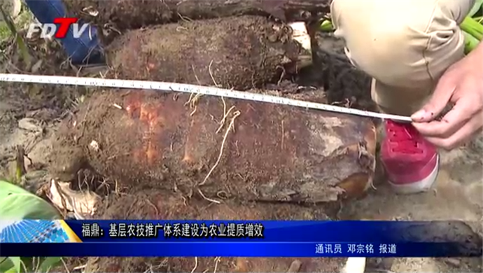 福鼎：基層農(nóng)技推廣體系建設為農(nóng)業(yè)提質(zhì)增效