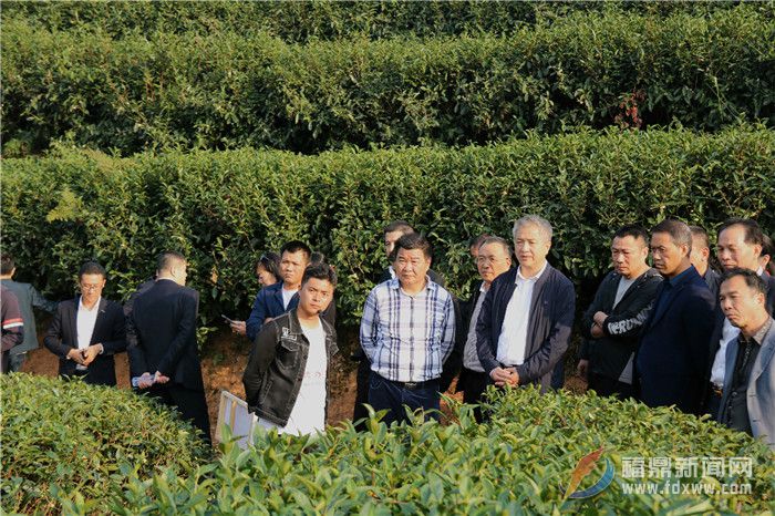 我市召開茶企雙月分析會第十次會議暨茶園信息化、基地化與冬季管理現場會