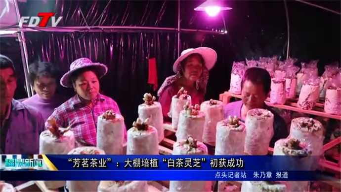“芳茗茶業”：大棚培植“白茶靈芝”初獲成功