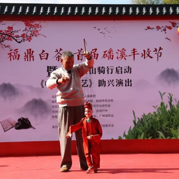 你見過福鼎白茶開茶節，那見過白茶豐收節嗎？