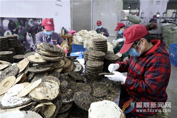 茶鄉點頭：防疫生產兩不誤，茶企茶農齊忙碌