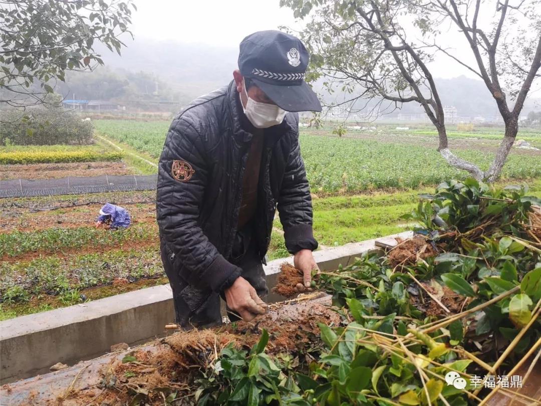 搶抓農時，福鼎防疫春耕兩不誤