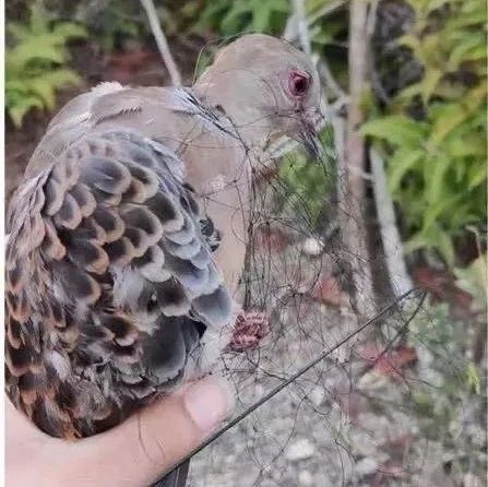 福建還有人在販賣野生動物！太囂張！
