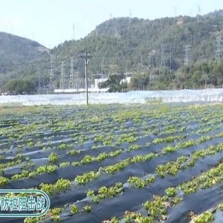 貼心！農技服務隊為春耕生產“護航”