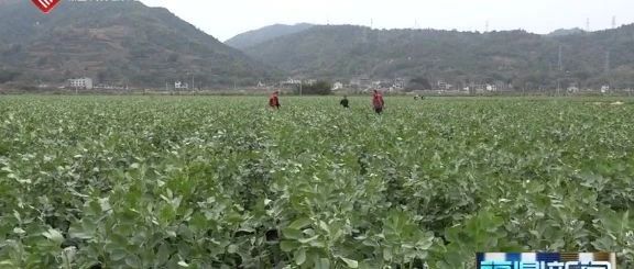 暖心服務！農險理賠到田間，助力抗疫保春耕