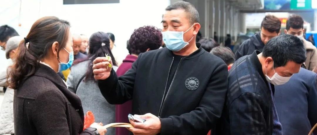 福鼎白茶春茶上線！茶農采摘忙，交易市場熱