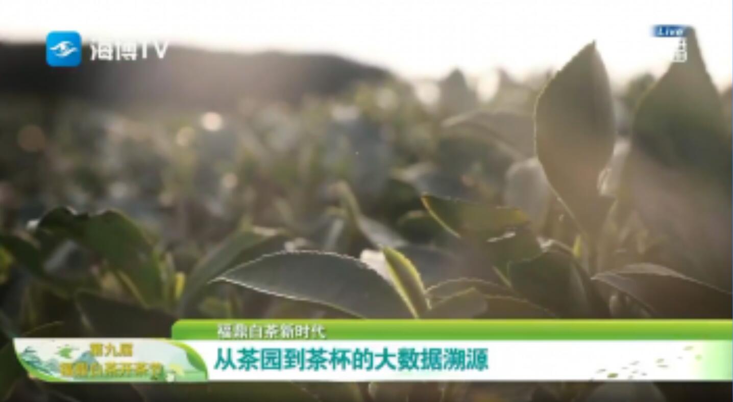 從茶園到茶杯的大數(shù)據(jù)溯源，我們?yōu)槟饷?/><em>從茶園到茶杯的大數(shù)據(jù)溯源，我們?yōu)槟饷?/em></a></li>
<!---->

</ul>
</div>
<!--點(diǎn)擊排行榜-->

<div  id="content_copy">
<strong>版權(quán)聲明：</strong><br>
?凡注明來(lái)源為“福鼎新聞網(wǎng)”的所有文字、圖片、音視頻、美術(shù)設(shè)計(jì)和程序等作品，版權(quán)均屬福鼎新聞網(wǎng)所有。未經(jīng)本網(wǎng)書(shū)面授權(quán)，不得進(jìn)行一切形式的下載、轉(zhuǎn)載或建立鏡像。<br>
?凡注明為其它來(lái)源的信息，均轉(zhuǎn)載自其它媒體，轉(zhuǎn)載目的在于傳遞更多信息，并不代表本網(wǎng)贊同其觀點(diǎn)和對(duì)其真實(shí)性負(fù)責(zé)。 
</div>
</div>
<!-- /pleft -->
<div   id="jrln5hd"   class="pright">
<!--廣告-->
<div   id="b53plz5"   class="hot">
<div   id="5jlprfd"   class="Rad"><a><script src="/d/js/acmsd/FDJS34.js"></script></a></div>
</div>
<!--問(wèn)政福鼎-->
<div   id="b5xr3vb"   class="hot">
<dl class="tbox">
<dt><a class="more" target="_blank" href=""></a><strong>聚焦福鼎</strong></dt>
<dd class="mla">
<ul class="lipicttc">
<!---->
<li><a href="/xinwenpindao/fudingxinwen/2020-03-26/77430.html" target="_blank"><img src="http://www.5115333.com/d/file/20200326/73e545b23e9119c2f54613dec9d22dd8.jpg" alt=