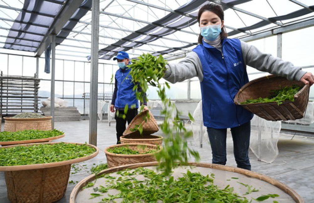 福建福鼎：又到春茶采摘時(shí)