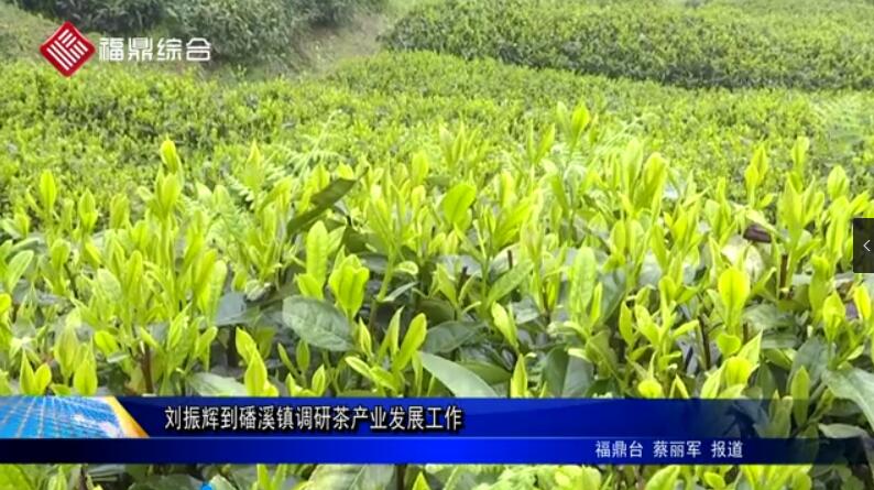 劉振輝到磻溪鎮調研茶產業發展