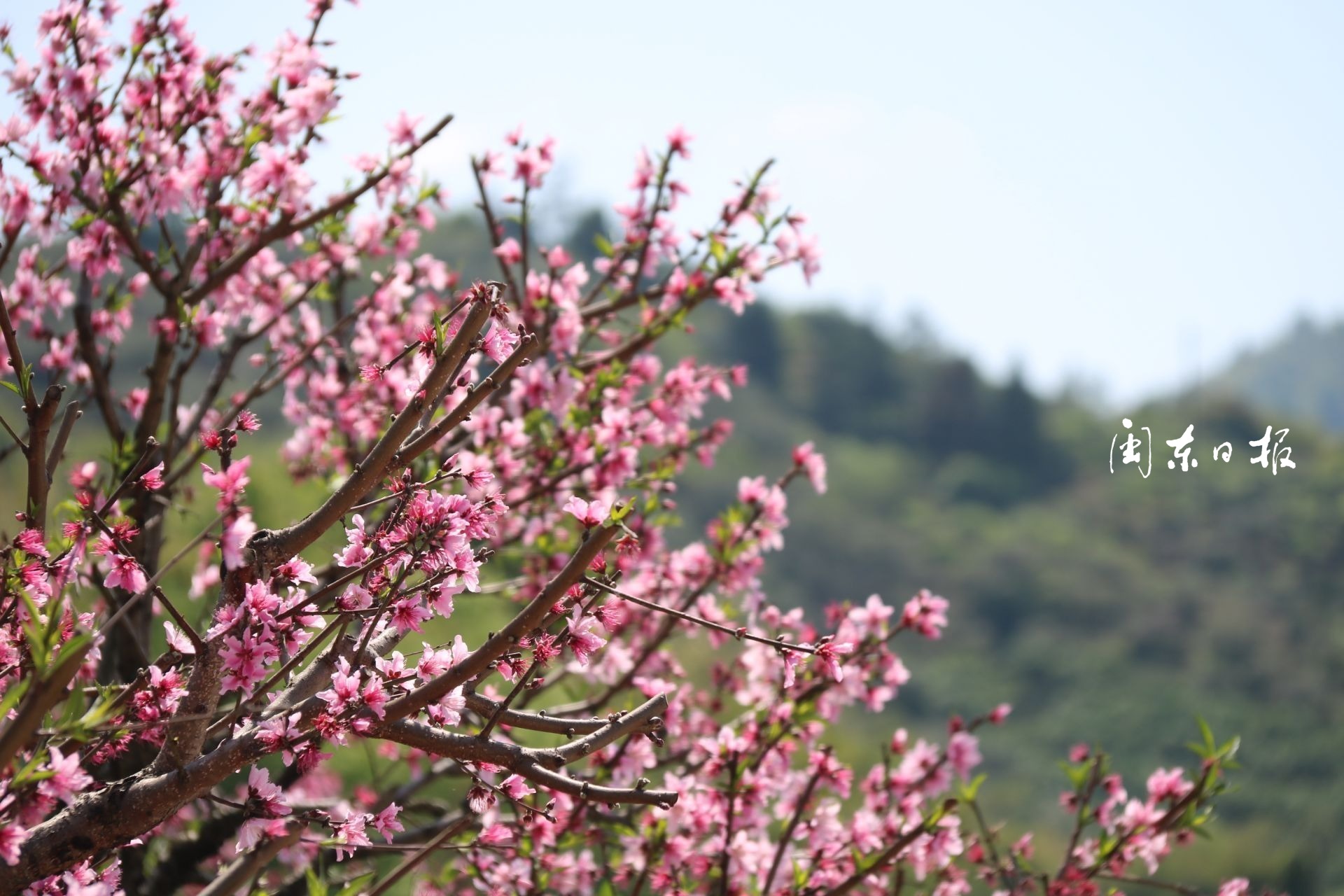 福鼎前岐：桃花開 產業旺