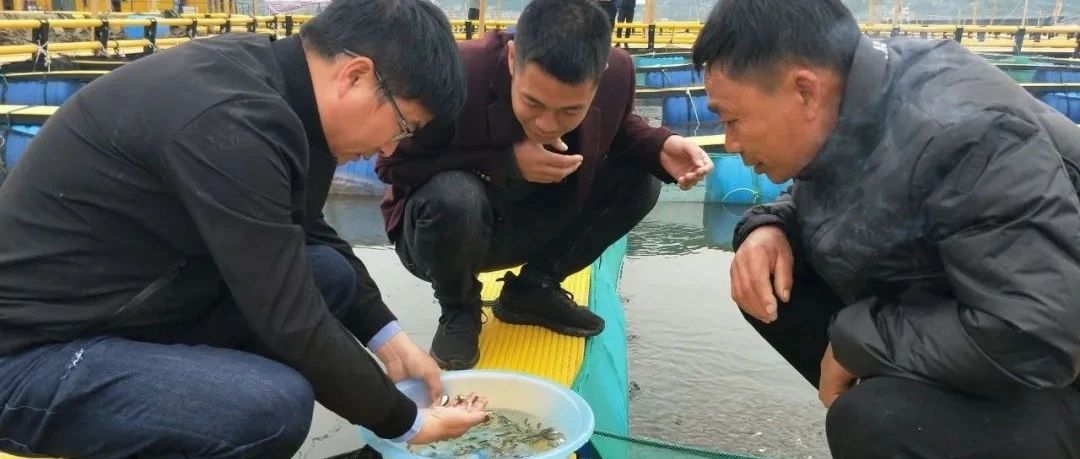 耕海牧漁，走向深藍，福鼎“海洋工廠”不斷壯大