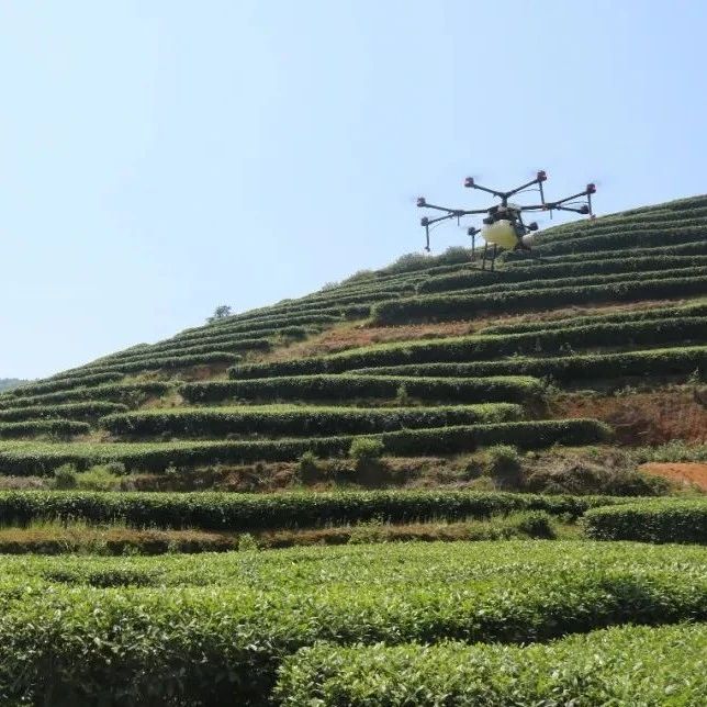 瞧！無人機在茶園中“大顯身手”