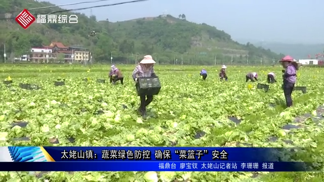 太姥山鎮：蔬菜綠色防控 確保“菜籃子”安全