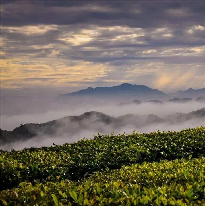 福鼎再發(fā)通告！毀林種茶，絕對不行！
