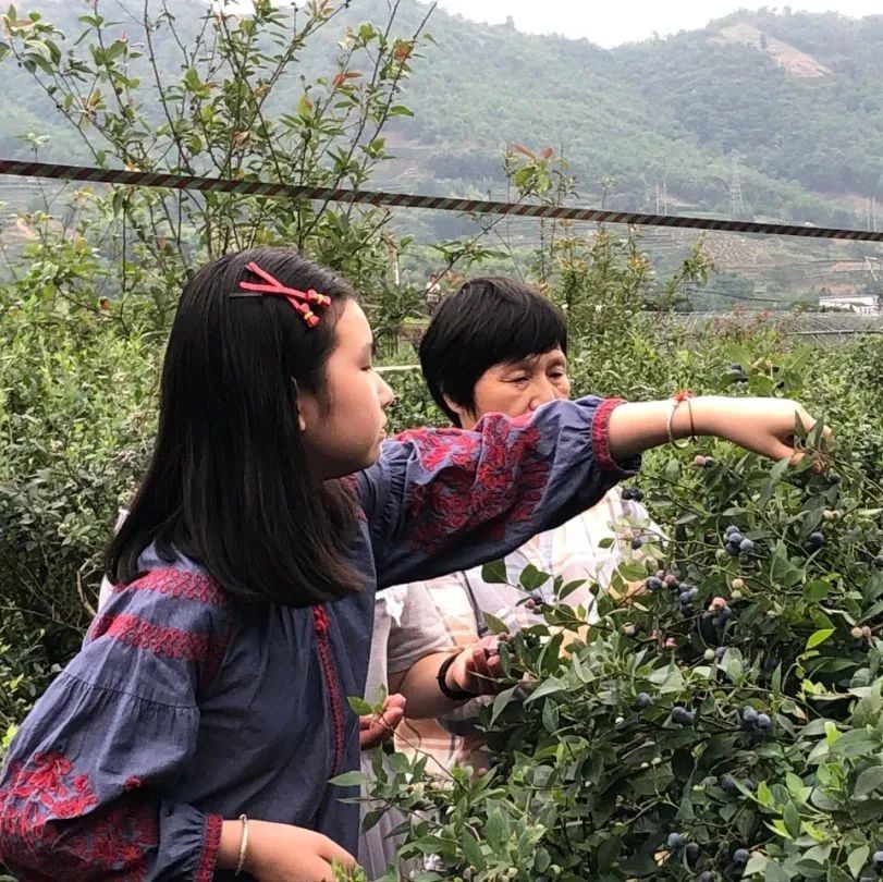 美味“藍”不住！太姥山鎮的藍莓采摘游，可約～