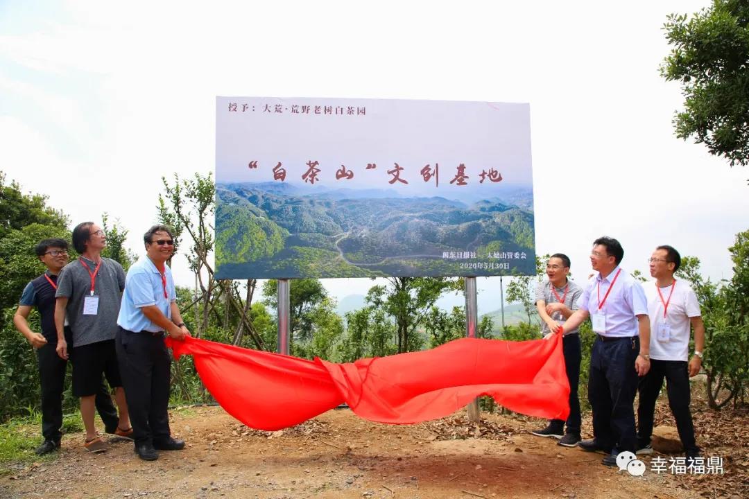 訪名山、品名茶……這波作家來太姥山探尋“茶旅文化”別樣魅力！