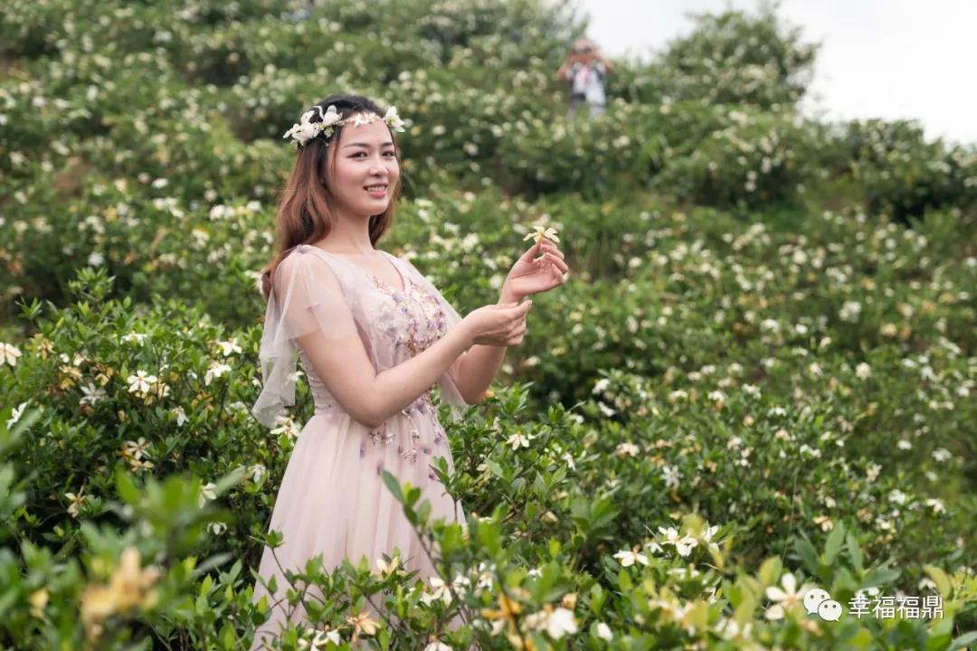 今天是福鼎市花的節日，我們在貫嶺花海，花仙子也來了！
