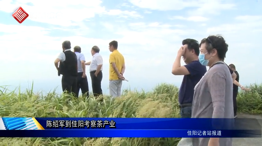 陳紹軍到佳陽考察茶產業