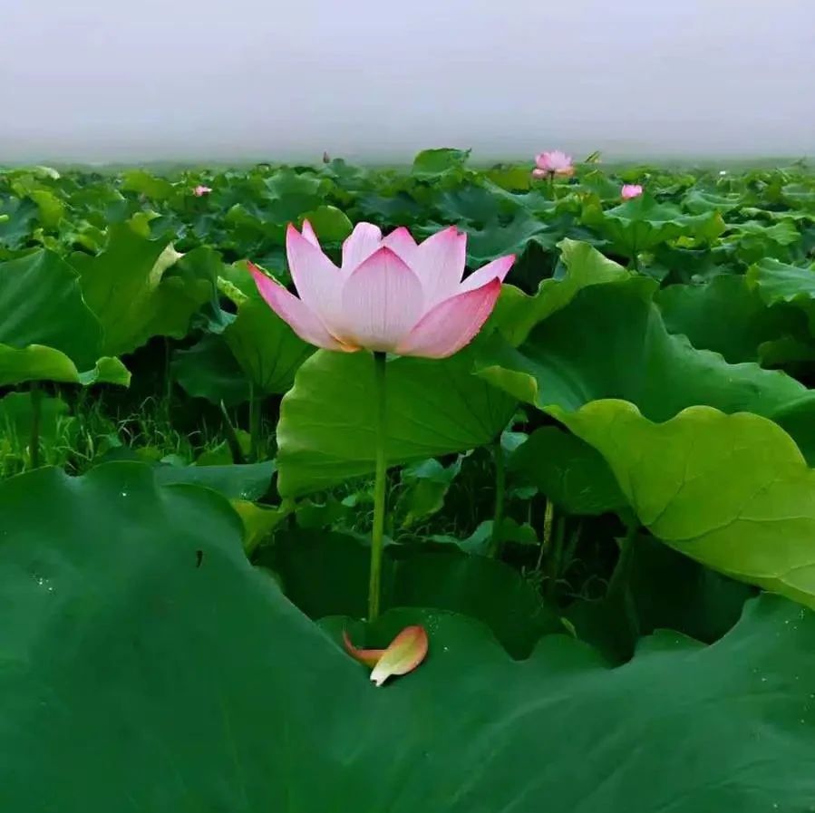 “荷”你在一起！疊石竹陽花開正當時，周末打卡安排上