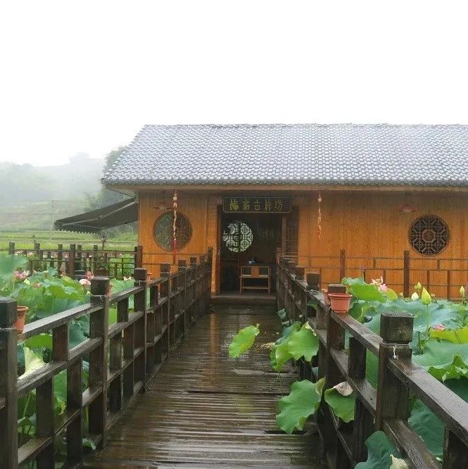 茶旅融合，奏響福鼎鄉村游新樂章