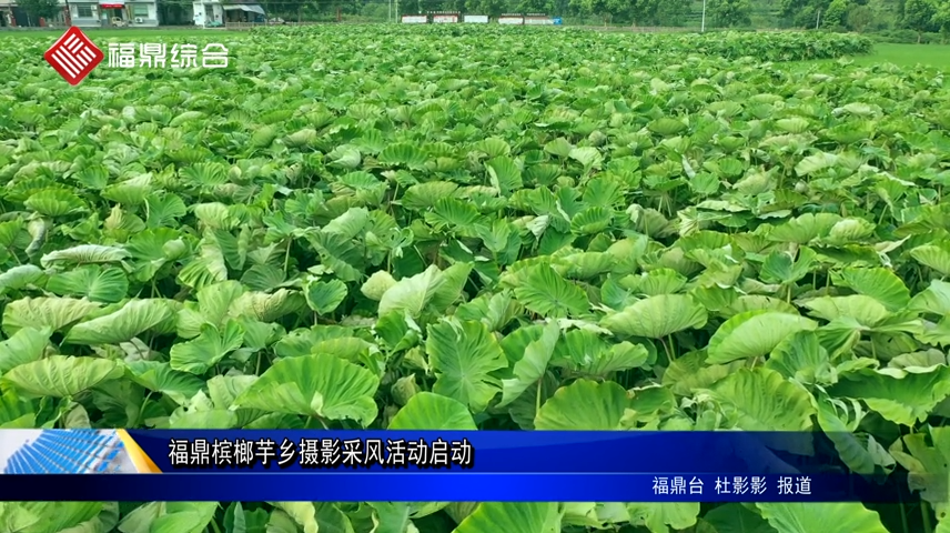 福鼎檳榔芋鄉(xiāng)攝影采風活動啟動