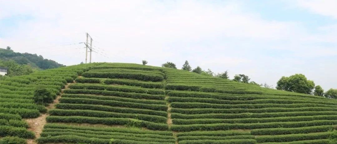 茶林共生，這樣的茶園真不錯！