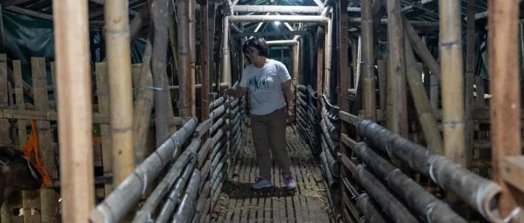 從貧困戶到致富能手，這對夫妻拿啥奔向小康路？