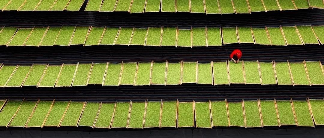 重磅！福鼎白茶入選中歐地理標(biāo)志協(xié)定保護(hù)名錄