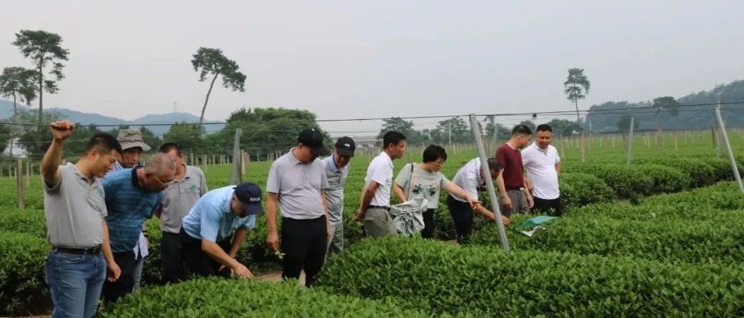 生態茶園如何建設？這次考察讓福鼎白茶“胸有成竹”