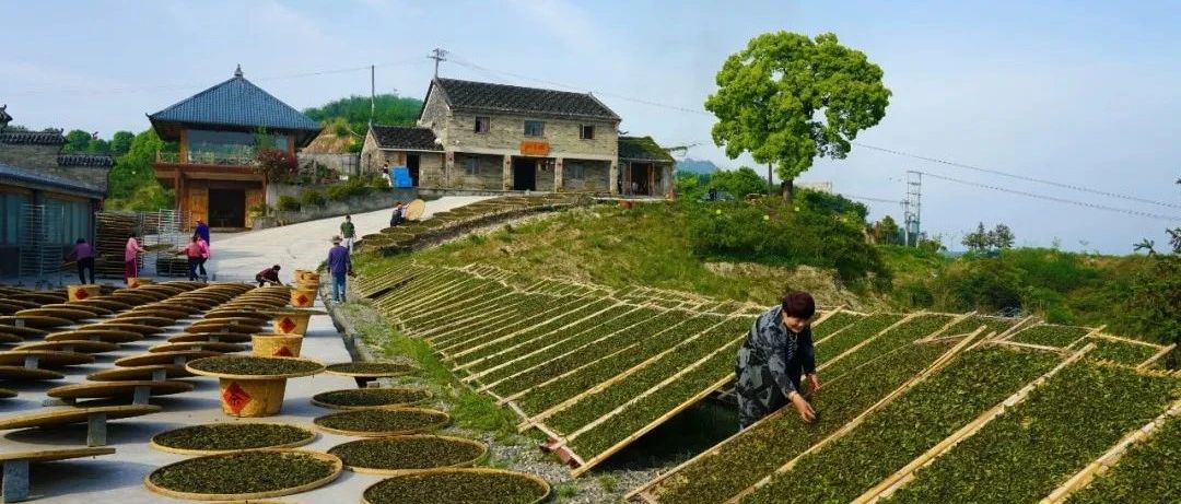 點頭如何打造茶葉“金名片”？看→