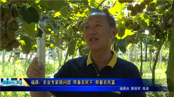 福鼎：農(nóng)業(yè)專家顧問團(tuán) 帶著農(nóng)民干 幫著農(nóng)民富