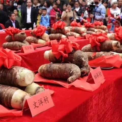 福鼎檳榔芋盛宴即將上線！招商+訂餐熱線，詳情請戳→