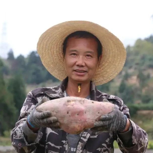 疊石百畝地瓜喜豐收，看了就想吃！