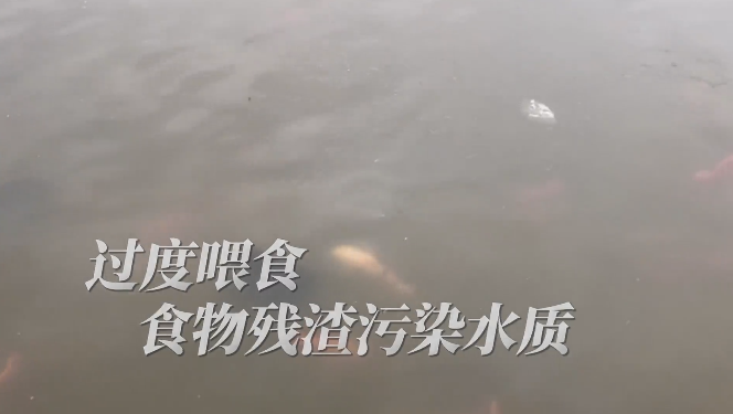 保護水質，請適當喂食！