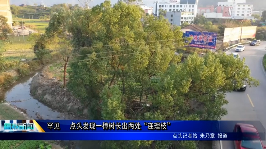 罕見   點頭發現一樟樹長出兩處“連理枝”
