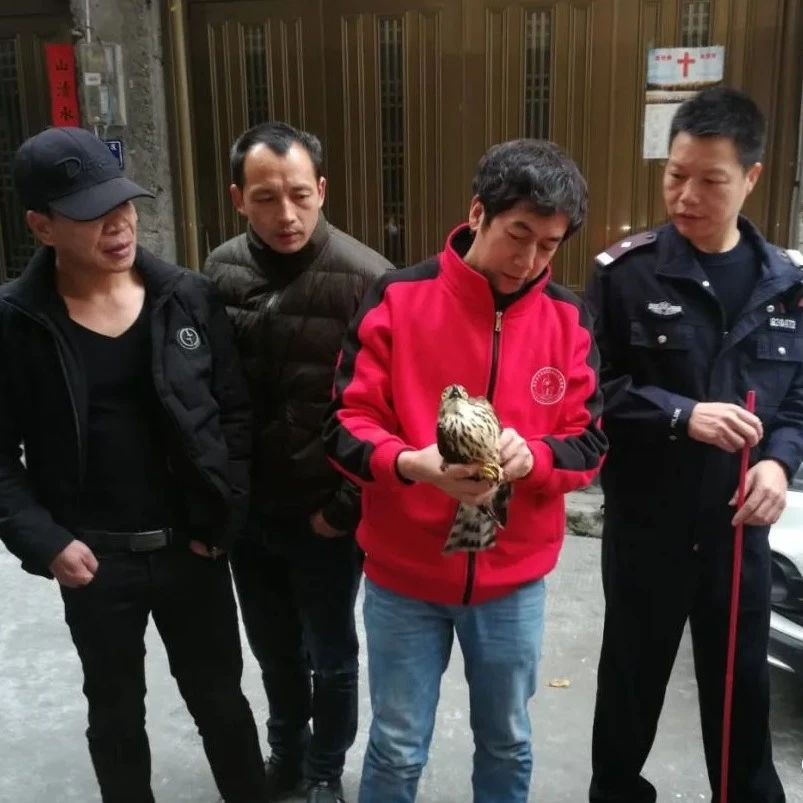 又一只國(guó)家二級(jí)保護(hù)動(dòng)物在福鼎獲救