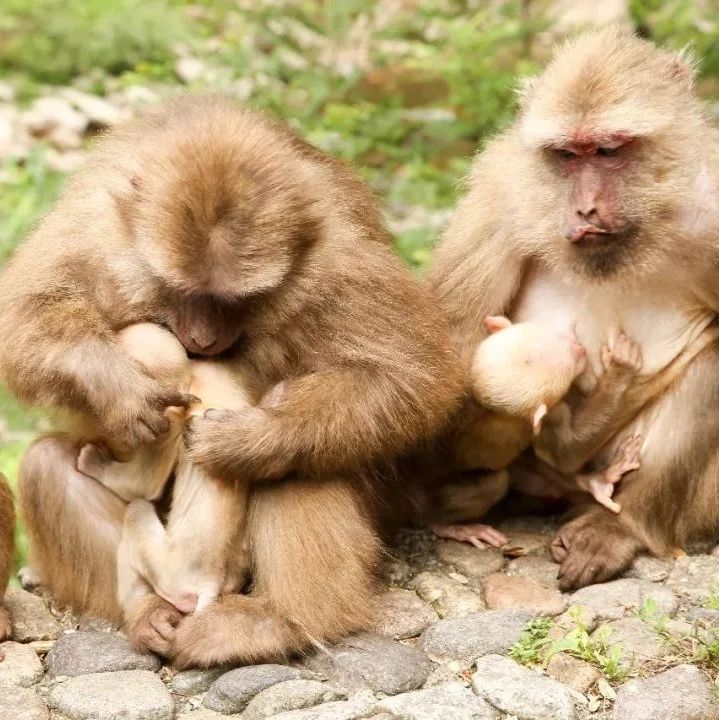 福建出現罕見野生動物群，竟然驚動了央視！