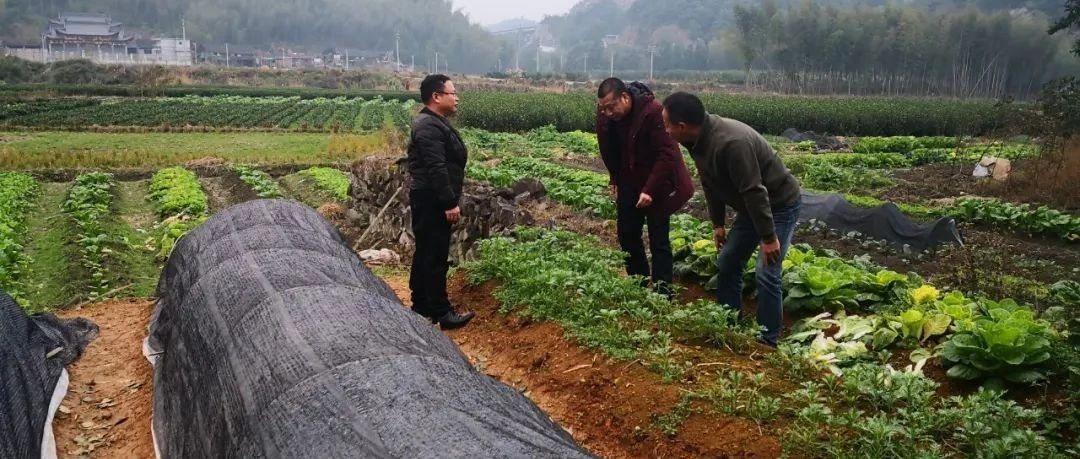跨年寒潮來臨！福鼎農業生產這樣防→