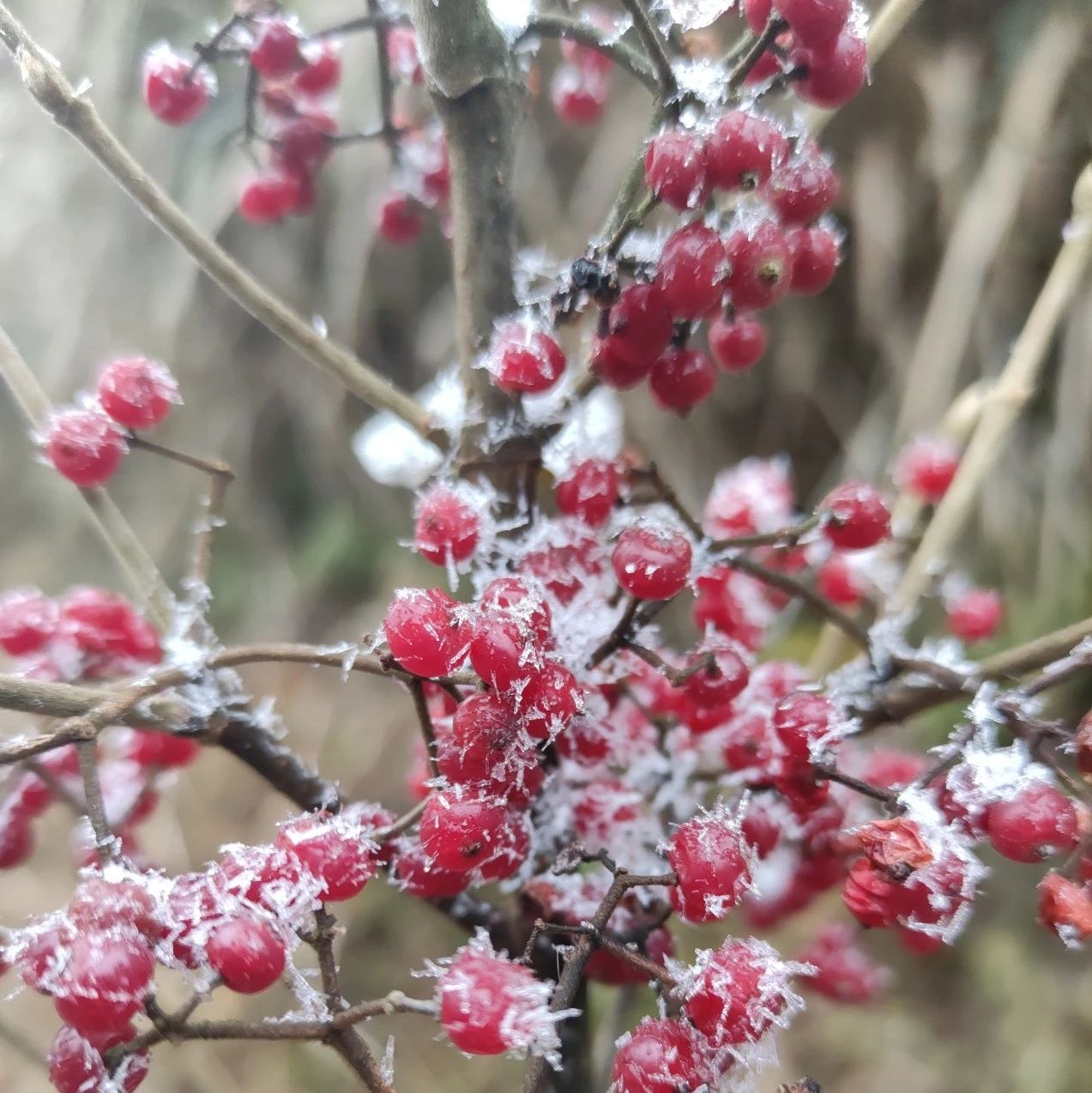 在？福鼎終于下雪！進來看雪~