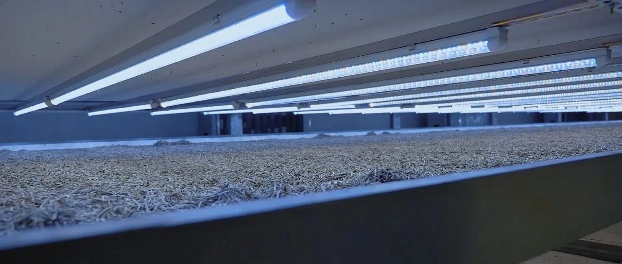 科技賦能，福鼎白茶走出發展“大路徑”！