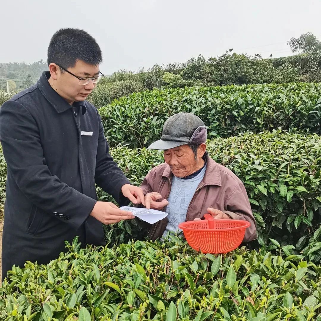 再學習再調研再落實丨暖心助農！225張臨時茶園信息卡一氣呵成