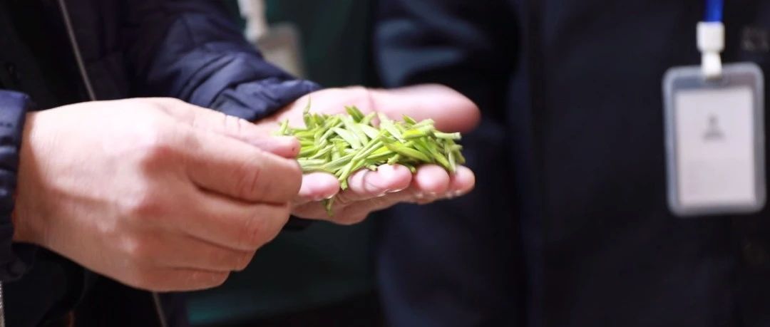 福鼎白茶大數(shù)據(jù)溯源平臺(tái)正式運(yùn)行數(shù)日，聽聽茶農(nóng)茶企都是怎么說？